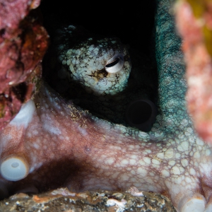 Octopus Lanzarote